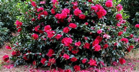 Camellias: A Kaleidoscope of Colors in October's Garden